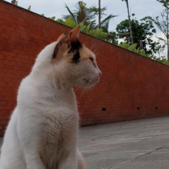 una-gata-callejera-pario-en mi-casa-que-hago-panama.jpg